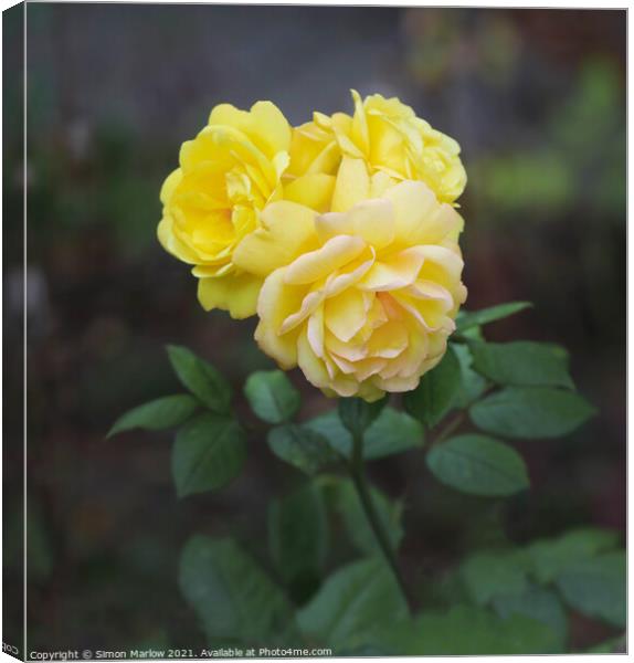 Yellow Autumn Roses Canvas Print by Simon Marlow