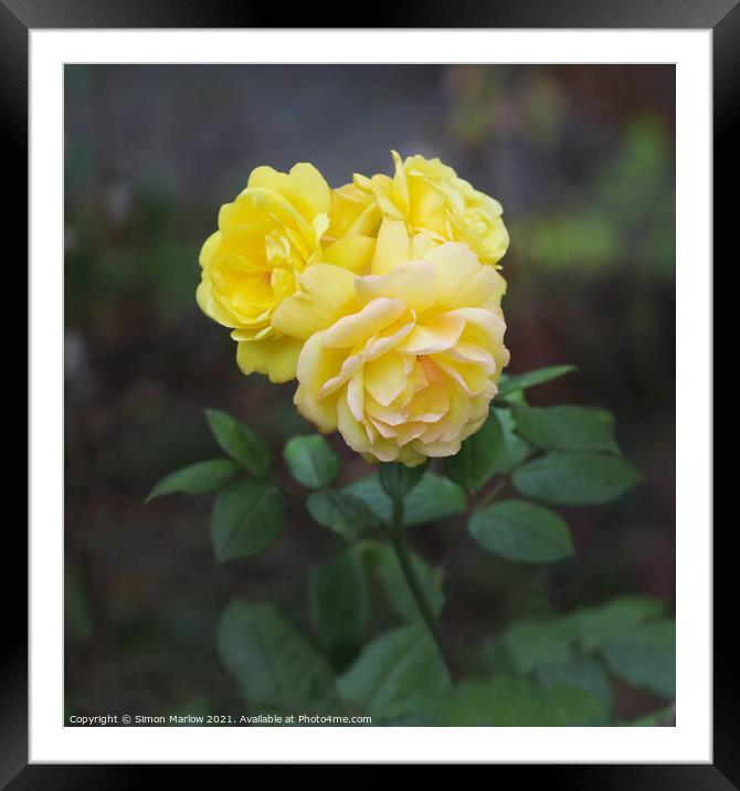 Yellow Autumn Roses Framed Mounted Print by Simon Marlow