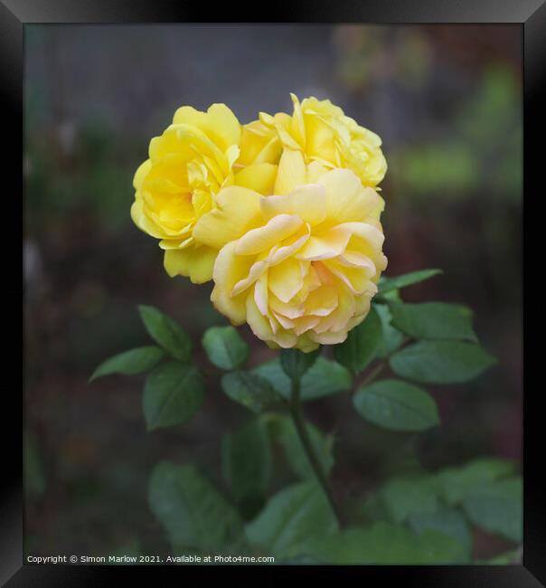 Yellow Autumn Roses Framed Print by Simon Marlow