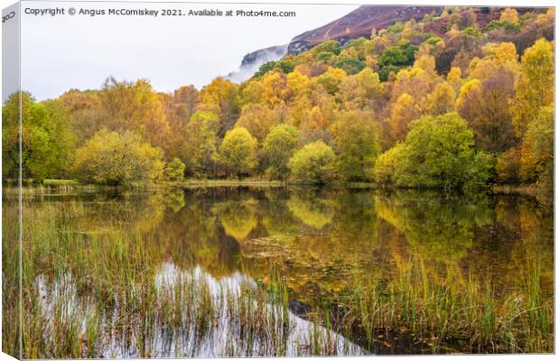 Autumn colours on forest park pond, Aberfoyle Canvas Print by Angus McComiskey