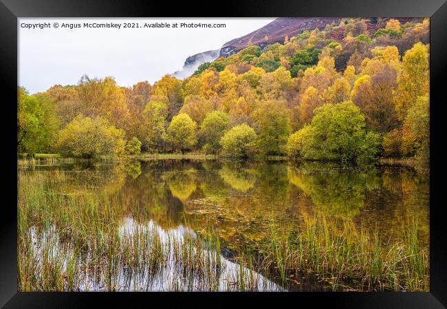 Autumn colours on forest park pond, Aberfoyle Framed Print by Angus McComiskey