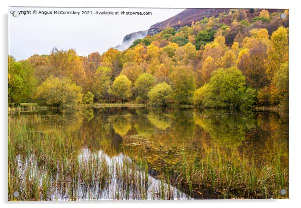 Autumn colours on forest park pond, Aberfoyle Acrylic by Angus McComiskey