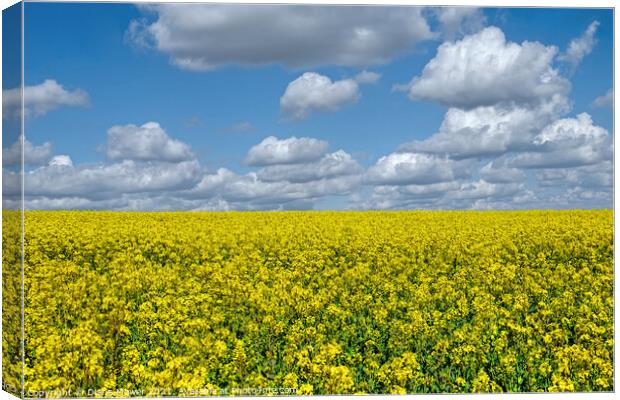 Golden Rapeseed Landscape Canvas Print by Diana Mower