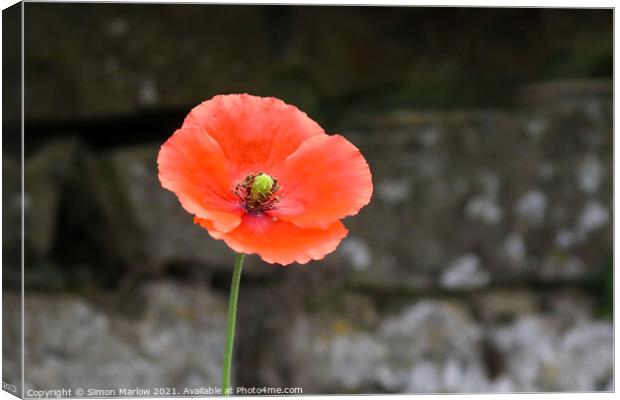 Single Red Poppy Canvas Print by Simon Marlow