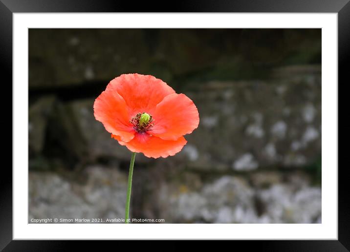 Single Red Poppy Framed Mounted Print by Simon Marlow