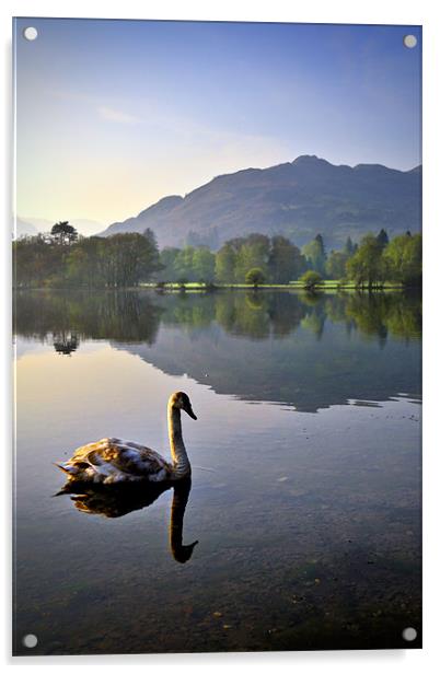 A Swans Life Acrylic by Jason Connolly
