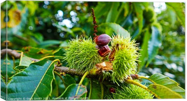 Chestnuts Breaking Open  Canvas Print by GJS Photography Artist