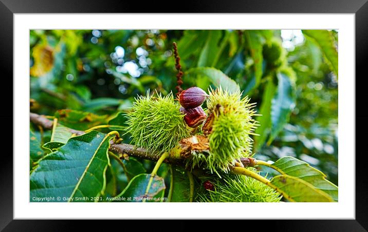 Chestnuts Breaking Open  Framed Mounted Print by GJS Photography Artist