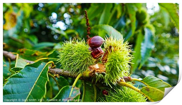 Chestnuts Breaking Open  Print by GJS Photography Artist