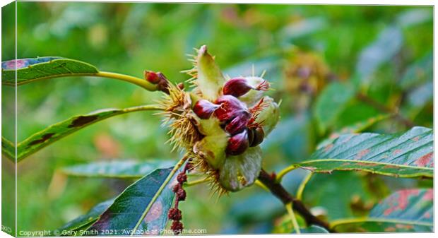Chestnuts Breaking Open Canvas Print by GJS Photography Artist