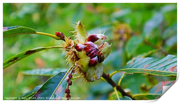 Chestnuts Breaking Open Print by GJS Photography Artist