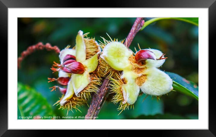 Chestnuts Breaking Open from their husks Framed Mounted Print by GJS Photography Artist