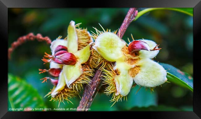 Chestnuts Breaking Open from their husks Framed Print by GJS Photography Artist