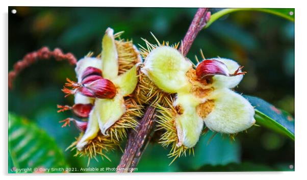 Chestnuts Breaking Open from their husks Acrylic by GJS Photography Artist