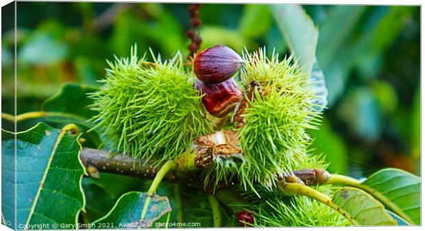 Chestnuts Breaking Open Canvas Print by GJS Photography Artist