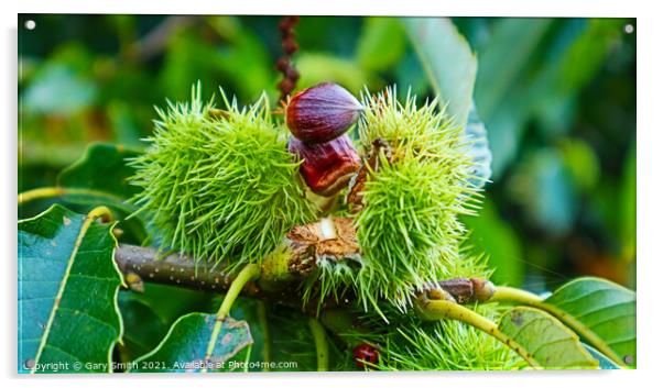 Chestnuts Breaking Open Acrylic by GJS Photography Artist