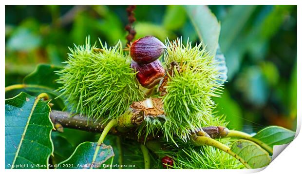 Chestnuts Breaking Open Print by GJS Photography Artist