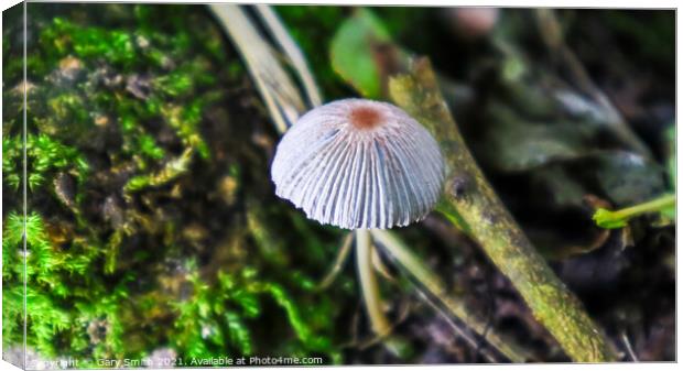 A Lone Grisette Mushroom  Canvas Print by GJS Photography Artist