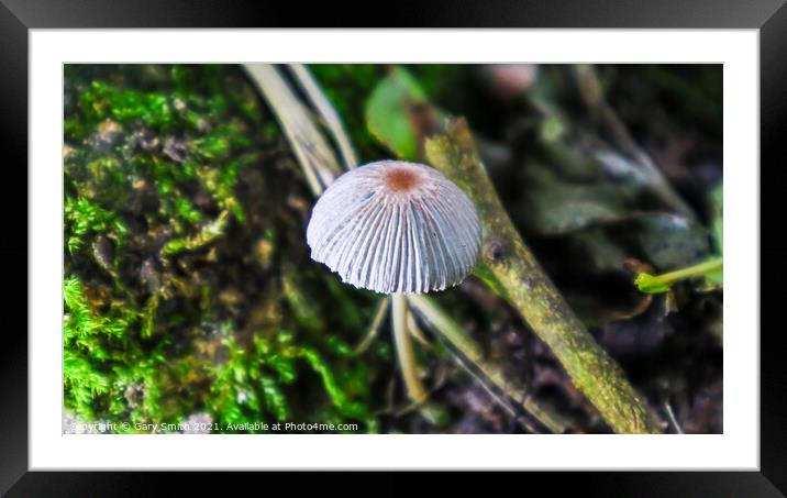 A Lone Grisette Mushroom  Framed Mounted Print by GJS Photography Artist