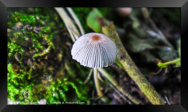 A Lone Grisette Mushroom  Framed Print by GJS Photography Artist