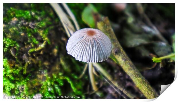 A Lone Grisette Mushroom  Print by GJS Photography Artist