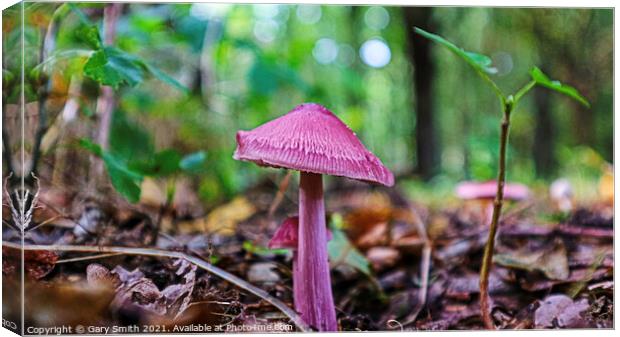 Rosy Bonnet Mushroom  Canvas Print by GJS Photography Artist