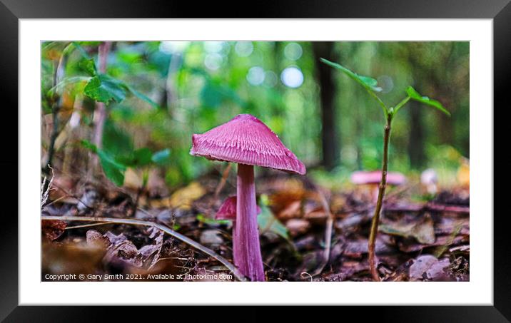 Rosy Bonnet Mushroom  Framed Mounted Print by GJS Photography Artist