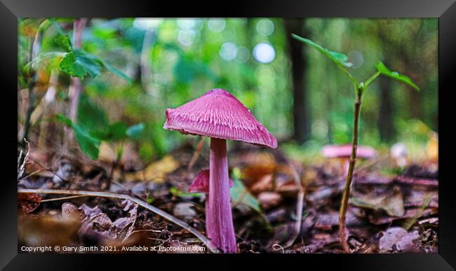 Rosy Bonnet Mushroom  Framed Print by GJS Photography Artist
