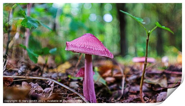 Rosy Bonnet Mushroom  Print by GJS Photography Artist