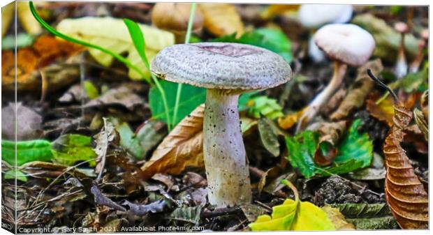 Mushroom with Texture and Colour Canvas Print by GJS Photography Artist