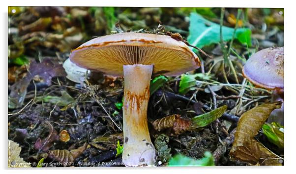 Roll Rim Mushroom  Acrylic by GJS Photography Artist