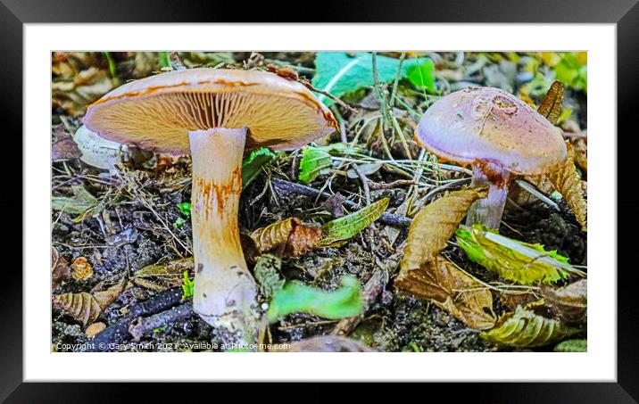 Roll Rim Mushroom Framed Mounted Print by GJS Photography Artist