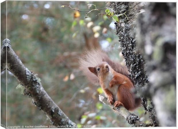 Red squirrel on a branch Canvas Print by Rachel Goodfellow