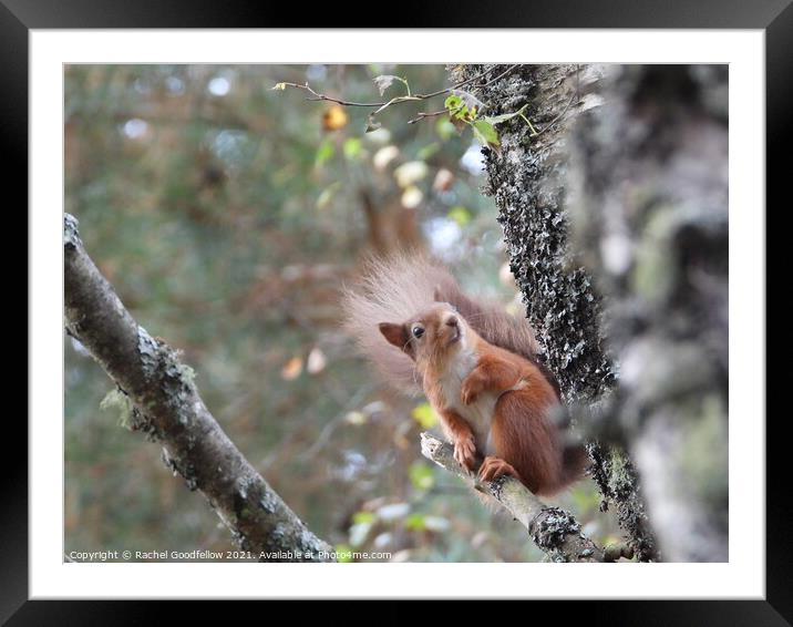 Red squirrel on a branch Framed Mounted Print by Rachel Goodfellow
