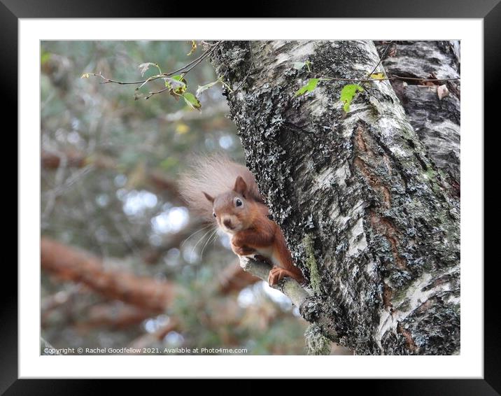 A squirrel on a branch Framed Mounted Print by Rachel Goodfellow