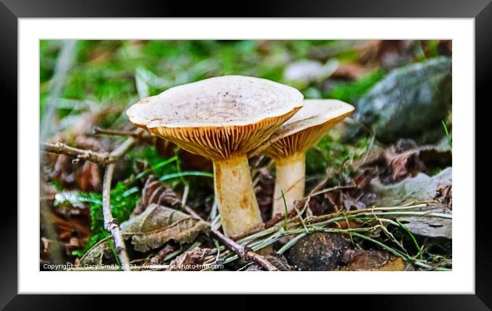 Funnel Cap Mushrooms Framed Mounted Print by GJS Photography Artist