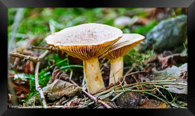 Funnel Cap Mushrooms Framed Print by GJS Photography Artist