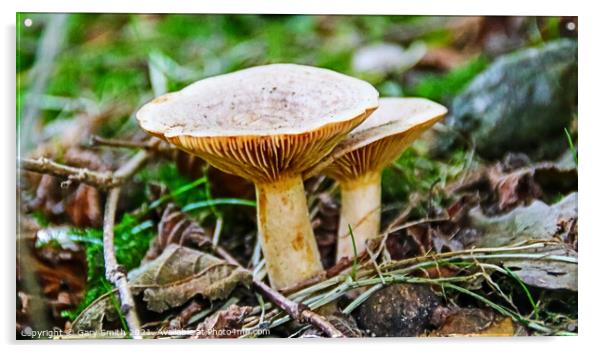 Funnel Cap Mushrooms Acrylic by GJS Photography Artist