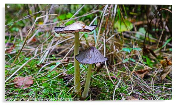 Pleated Inkcap Fungus Acrylic by GJS Photography Artist