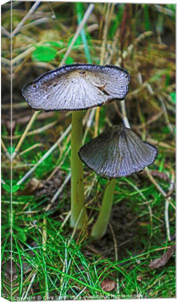 Pleated Inkcap Fungus  Canvas Print by GJS Photography Artist