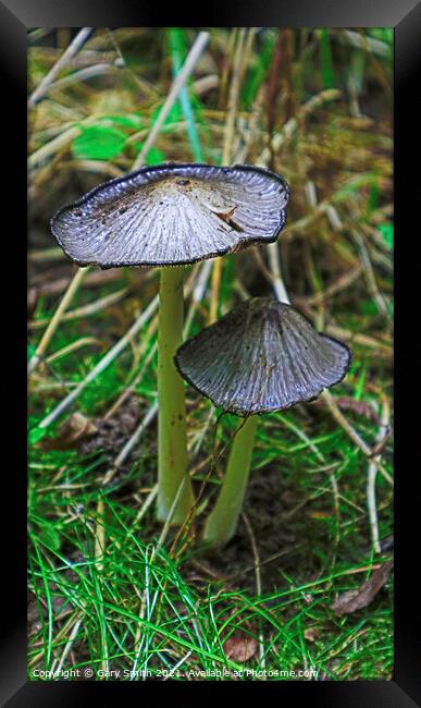 Pleated Inkcap Fungus  Framed Print by GJS Photography Artist