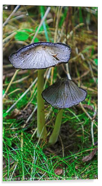 Pleated Inkcap Fungus  Acrylic by GJS Photography Artist