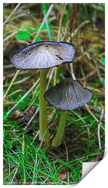 Pleated Inkcap Fungus  Print by GJS Photography Artist