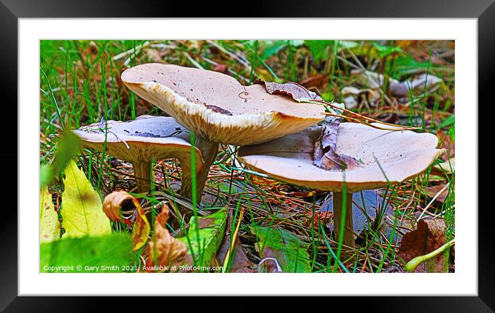 Trooping Mushroom Display A Bountiful Array of Nat Framed Mounted Print by GJS Photography Artist