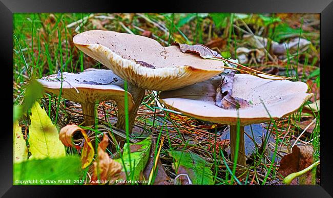 Trooping Mushroom Display A Bountiful Array of Nat Framed Print by GJS Photography Artist