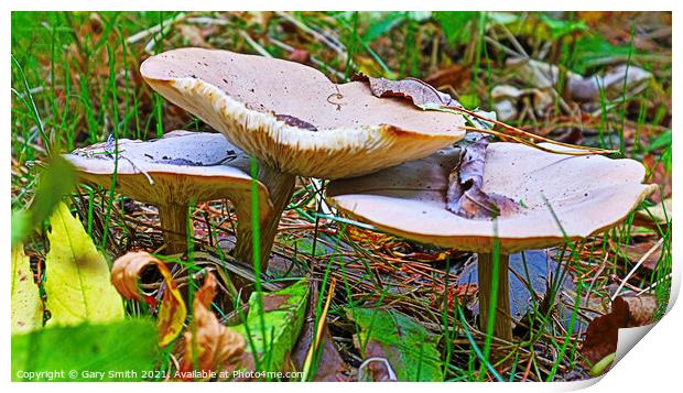 Trooping Mushroom Display A Bountiful Array of Nat Print by GJS Photography Artist