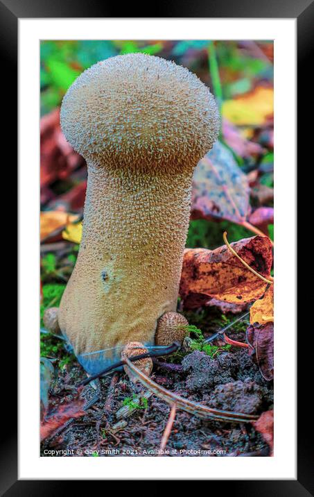 Common Puffball Framed Mounted Print by GJS Photography Artist