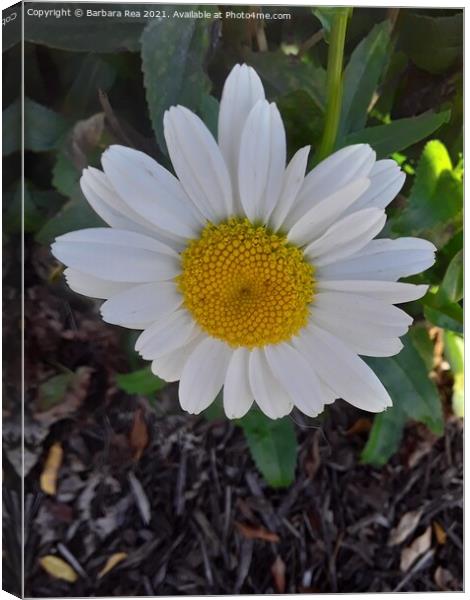 Plant flower Canvas Print by Barbara Rea