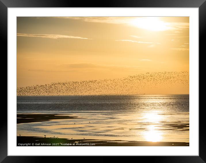 Flock of birds in the sunset  Framed Mounted Print by Gail Johnson
