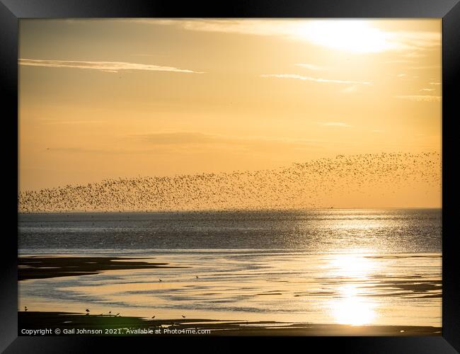 Flock of birds in the sunset  Framed Print by Gail Johnson